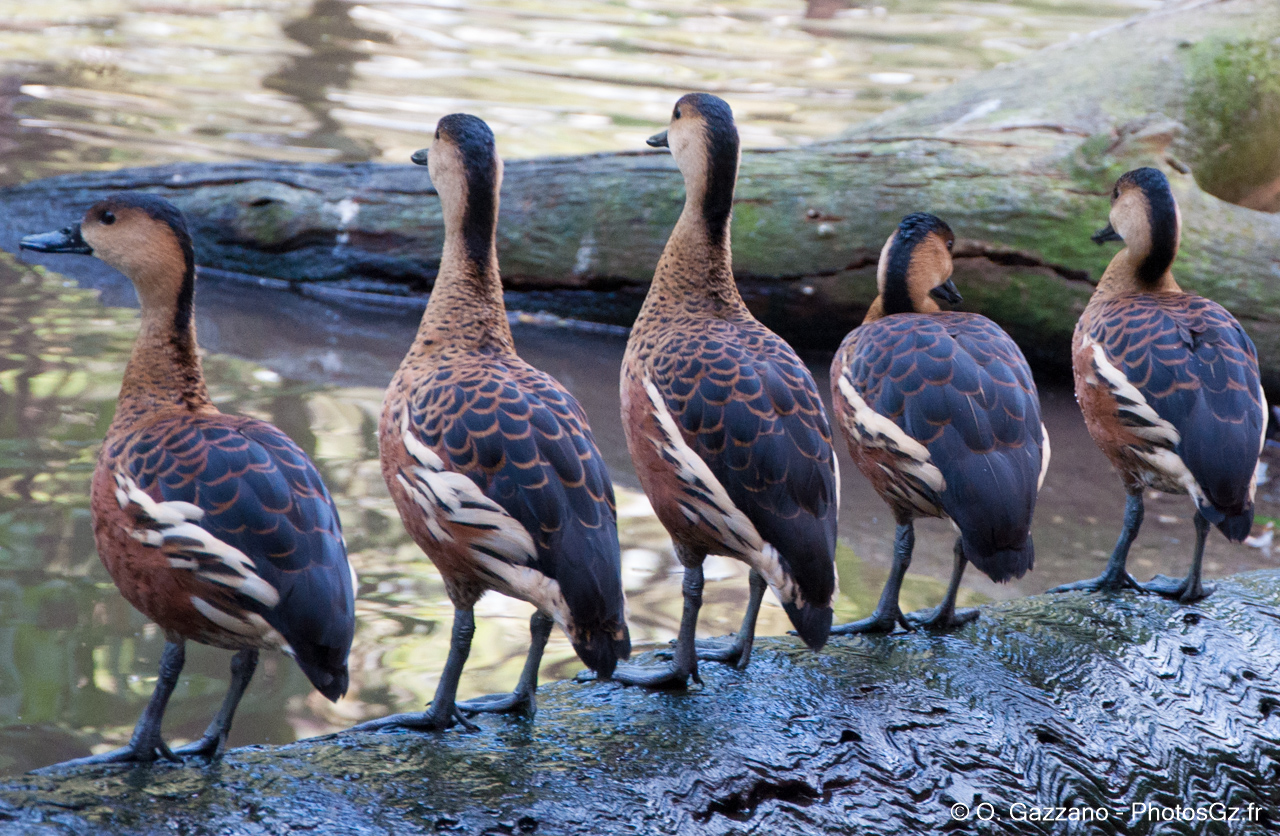 Alignement de canards / Cairns, Australie